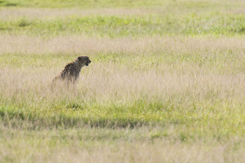 Cheetah In Grass